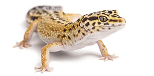 Gecko Care